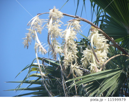 青空に高くそびえるヤシの木 に風になびく白い花の写真素材