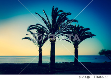 three palms three palms 11600258