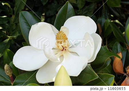 タイサンボクの大きな花 タイサンボクの大きな花 11603655