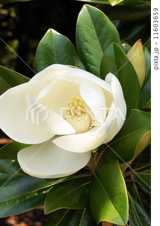 開花後間もないタイサンボクの花 開花後間もないタイサンボクの花 11603659