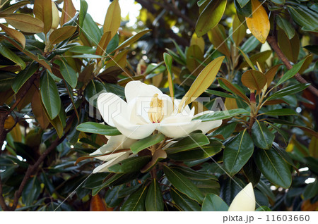 タイサンボクの大きい花 タイサンボクの大きい花 11603660