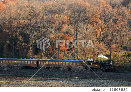 真岡鐵道「SLもおか号と陽ざしに浮かび上がる木々紅葉」 11603682