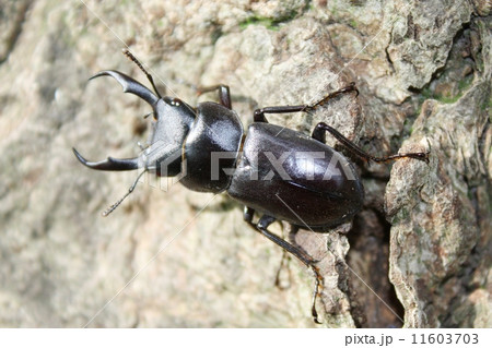 コクワガタ（Dorcus rectus） 11603703