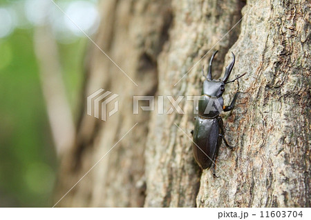 コクワガタ(Dorcus rectus) コクワガタ(Dorcus rectus) 11603704