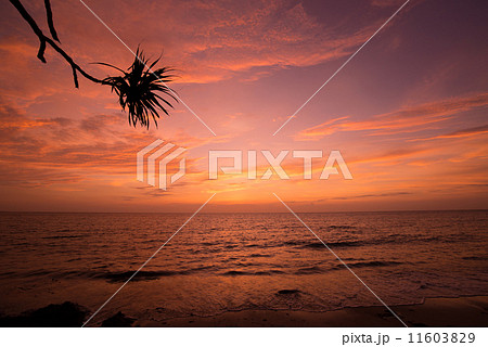沖縄の夕景 アダンとビーチの写真素材