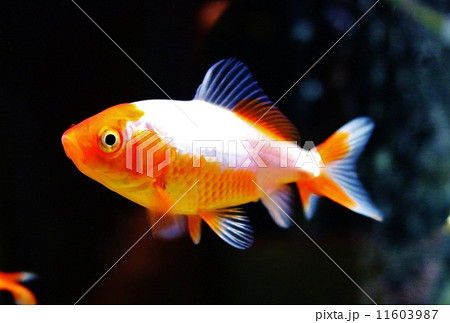 三尾和金 11603987