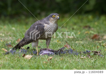 Sparrowhawk on it's kill. 11604089