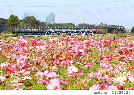真岡鐵道「益子のコスモス畑とSLもおか号」 11604526