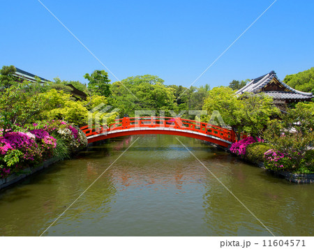神泉苑のツツジ 神泉苑のツツジ 11604571