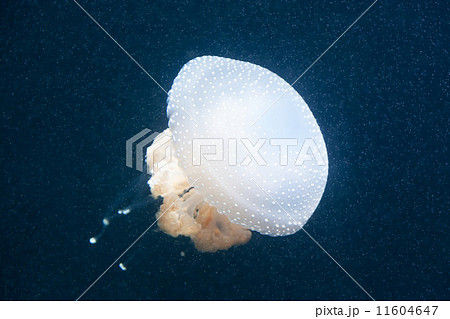 Beautiful poisonous jellyfish in water Beautiful poisonous jellyfish in water 11604647