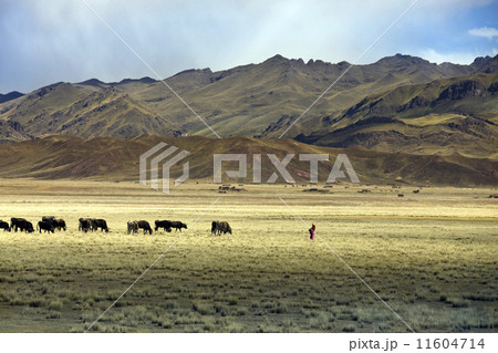 The high altiplano - Peru The high altiplano - Peru 11604714