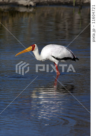 Yellow-billed Stork - Okavango Delta - Botswana 11604721