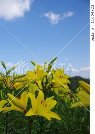 高原のユリ 高原のユリ 11604822