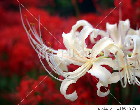 曼珠沙華 11604878