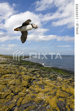 A Puffin - Farne Islands - England 11604909