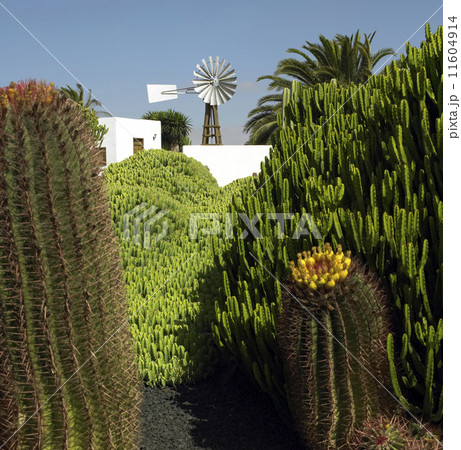 Cactus Garden - Spain Cactus Garden - Spain 11604914