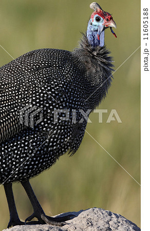 Helmeted Guineafowl - Okavango Delta - Botswana 11605188
