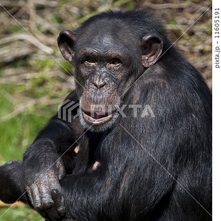 Chimpanzee - Zambia 11605191
