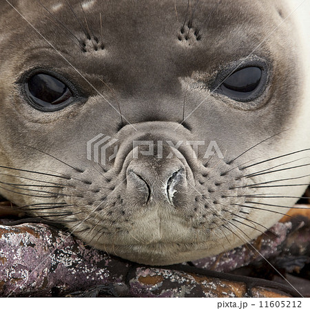 Young Elephant Seal - Falkland Islands 11605212