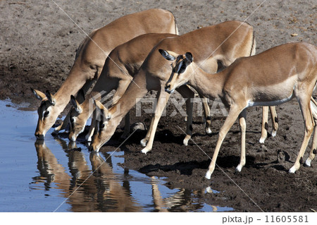 Group of female impala 11605581