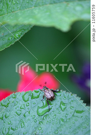 コガネムシ コガネムシ 11605759