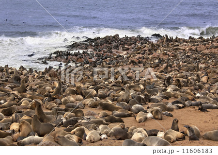 Cape Fur Seal Colony - Namibia 11606183