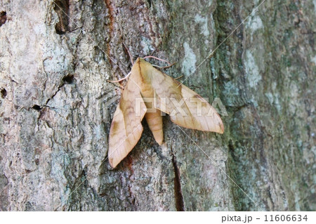 トビイロスズメ(Clanis bilineata tsingtauica) トビイロスズメ(Clanis bilineata tsingtauica) 11606634