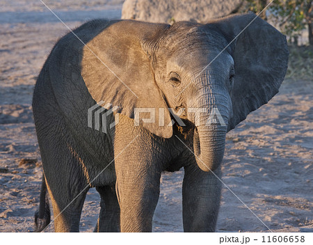 Baby Elephant - Botswana 11606658