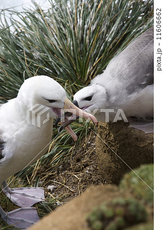 Black-browed Albatross mother feeding young - Falklands Islands 11606662
