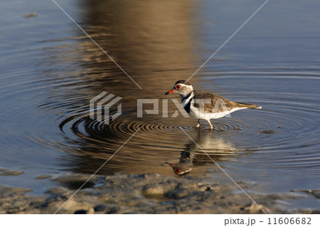 Three-banded Plover (Charadrius tricollaris) - Namibia Three-banded Plover (Charadrius tricollaris) - Namibia 11606682