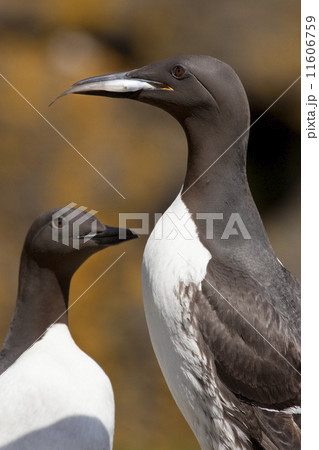 Guillemot (Uria aalge) - Scotland 11606759