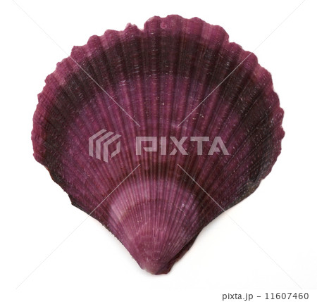 Sea shell on white background Sea shell on white background 11607460
