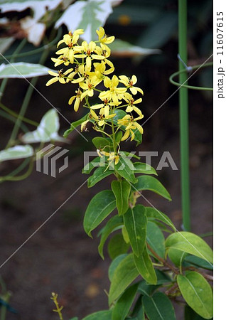 コウシュンカズラの花 11607615