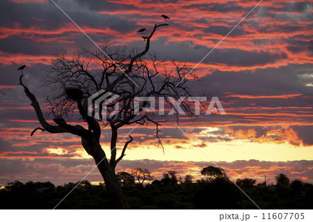 Marabou Storks at sunset 11607705