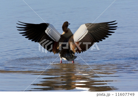 Egyptian Goose - Botswana 11607749