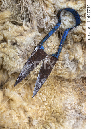 Sheep shearing - Blade Shears - Fleece Sheep shearing - Blade Shears - Fleece 11607750
