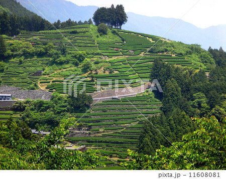 布施ヶ坂の茶畑 11608081
