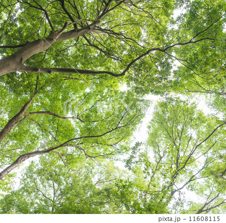 新緑 11608115