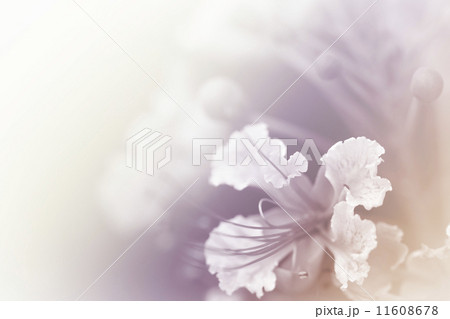 beautiful flowers beautiful flowers 11608678