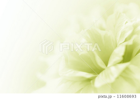 beautiful flowers 11608693