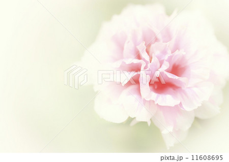 beautiful flowers 11608695