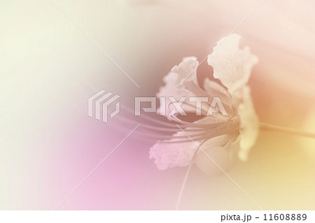 beautiful flowers 11608889