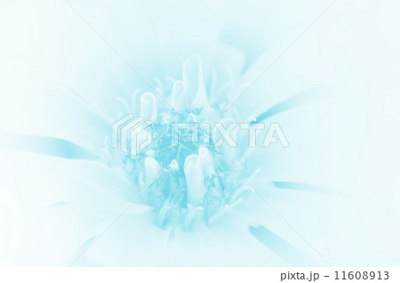 beautiful flowers 11608913