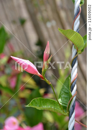 マンデビラのつぼみ 11609002