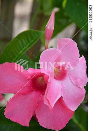 マンデビラ 11609003