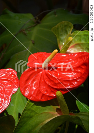 アンスリウム 11609038