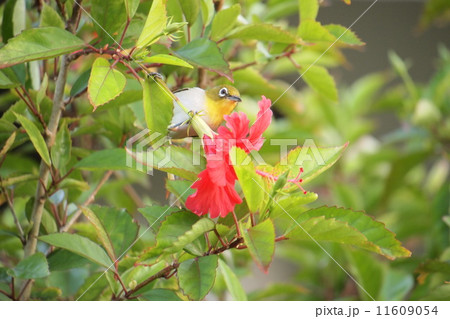 リュウキュウメジロ リュウキュウメジロ 11609054