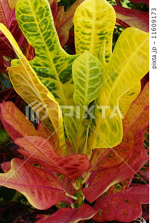 クロトン　02 11609173