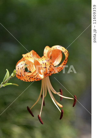 オニユリ（鬼百合） 11609359