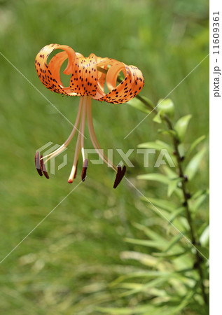 オニユリ（鬼百合） 11609361